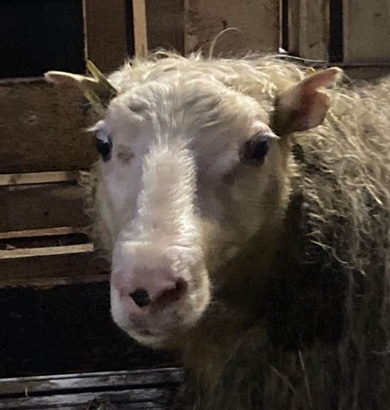 Fjórar ARR kindur finnast til viðbótar í Vífilsdal