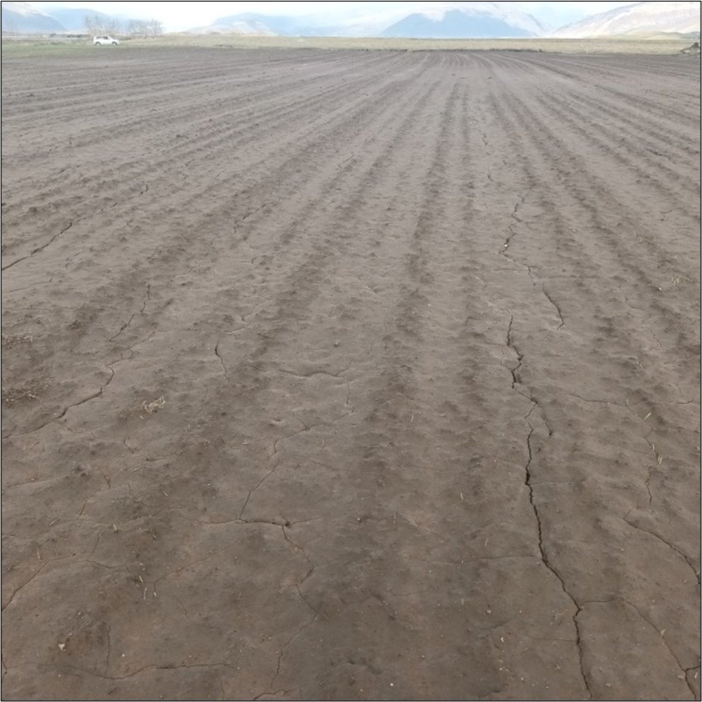 Fín efni á yfirborði jarðvegs hafa runnið til og þjappast saman. Hér er flag sem hefur ekki spírað m…