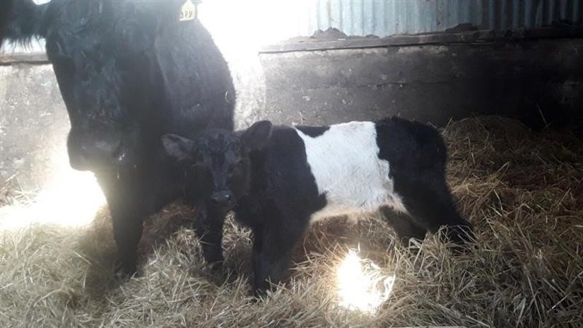 Kálfar undan nýju Angus-nautunum