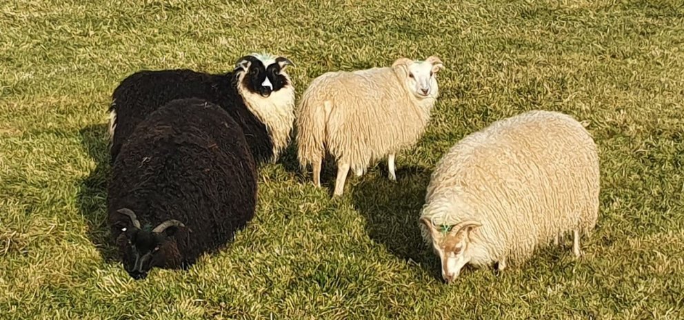 Innlestur og framsetning riðuarfgerða í Fjárvís