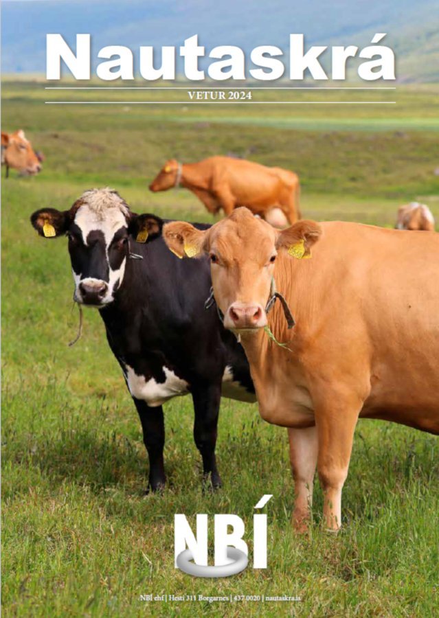 Forsíða nautaskráar 2024. Forsíðumyndina tók Halla Eygló Sveinsdóttir.