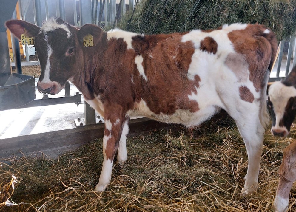 Nemó frá Hvanneyri í Andakíl, undan Banana 20017 og Eyrarrós 2126. Mynd frá Nautastöðinni á Hesti.