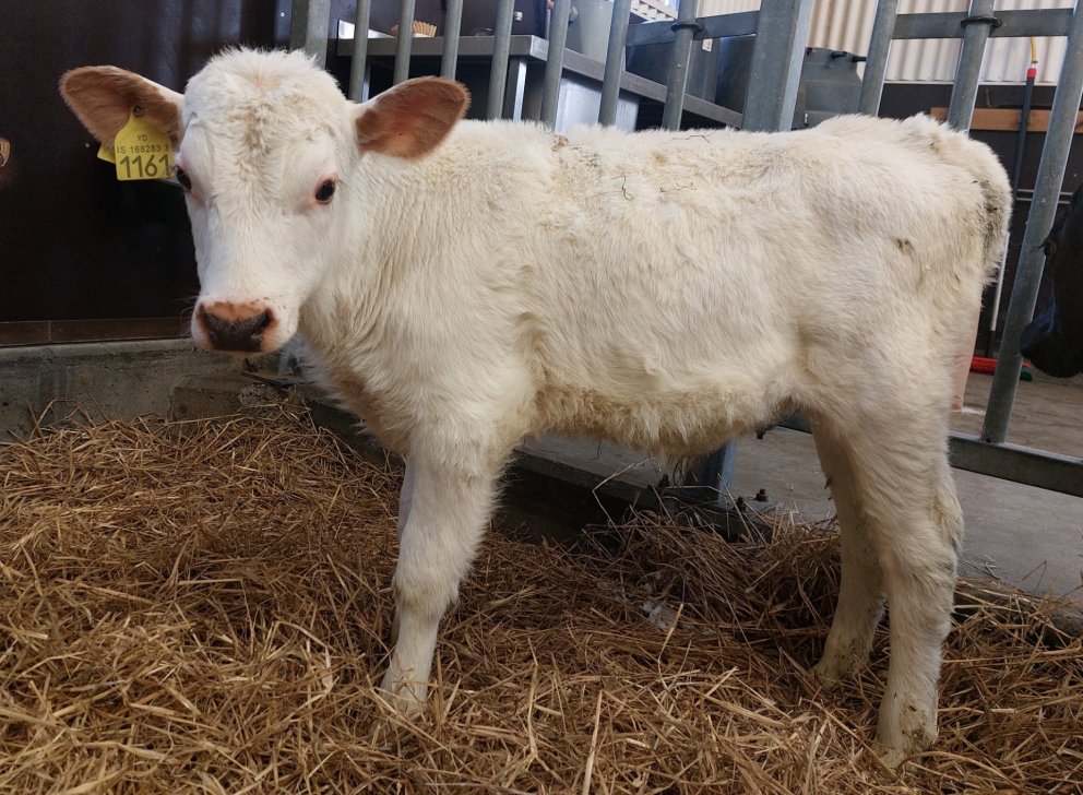 Nói frá Stærribæ í Grímsnesi, sonur kýr nr. 990 og Ljóma 21043. Mynd frá Nautastöðinni á Hesti.