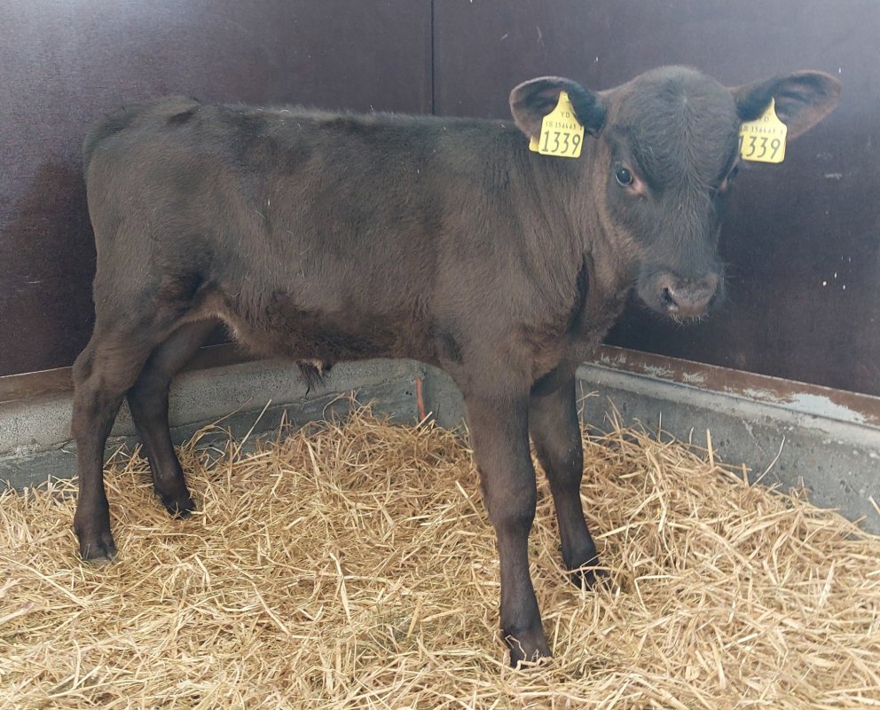 Nökkvi frá Engihlíð í Vopnafirði, undan Títan 17036 og Sunnu 1189. Mynd frá Nautastöðinni á Hesti.