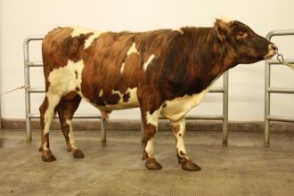 Mikki 15043. Mynd: NBÍ