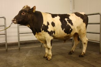 Tanni 15065. Mynd: NBÍ