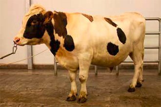 Jarfi 16016. Mynd: NBÍ