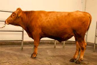 Róður 16019 kemur til notkunar sem nautsfaðir. Mynd: NBÍ