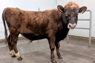 Herkir 16069. Mynd: NBÍ