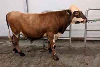 Jötunn 17026. Mynd: NBÍ