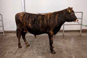 Títan 17036. Mynd: NBÍ