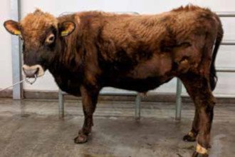 Óberon 17046. Mynd: NBÍ