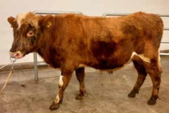 Simbi 19037. Mynd: NBÍ