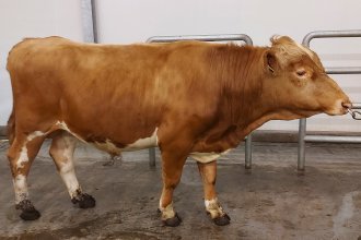 Magni 20002. Mynd: NBÍ