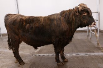 Kaldi 21020 frá Hraunhálsi sem er yngsta nautið í notkun núna, aðeins 21 mánaða gamall. Mynd: NBÍ