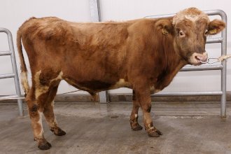 Flammi 22020 frá Króki í Biskupstungum. Mynd: NBÍ