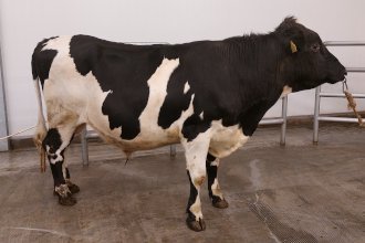 Bolli 24002 frá Miðskógi í Miðdölum. Mynd: NBÍ.