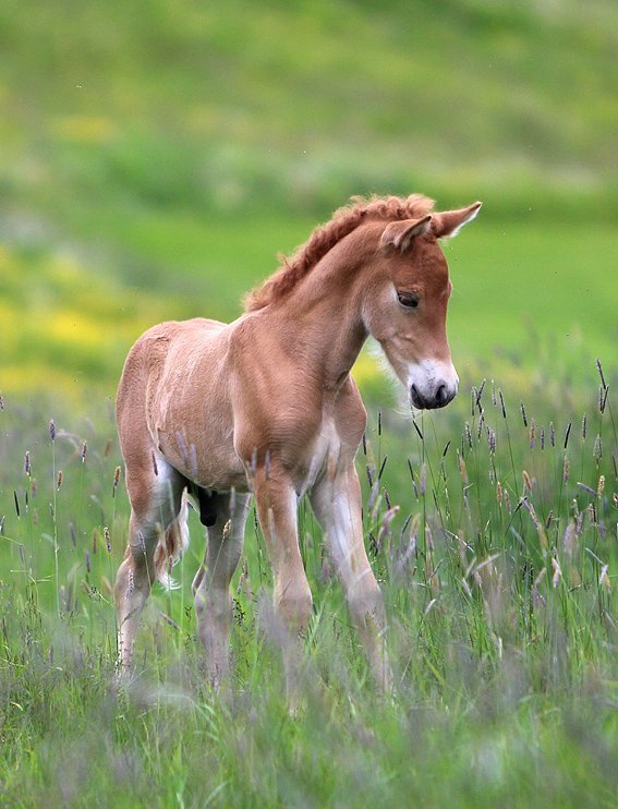 Hella - röð hrossa á yfirlitssýningu