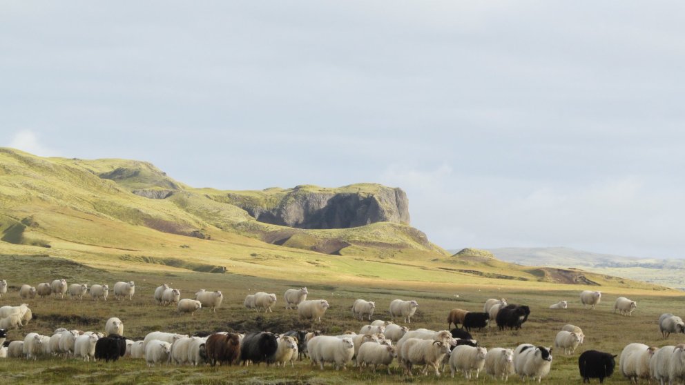 Sauðfé í Skaftártungu. Mynd Oddný Steina Valsdóttir.