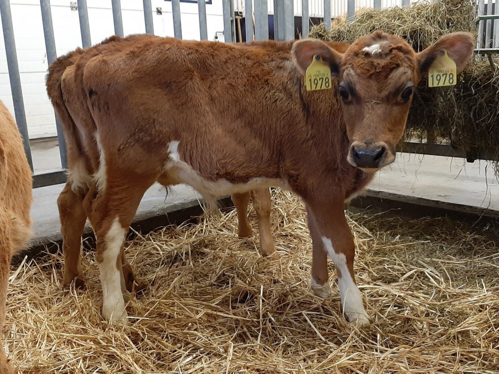 Óðinn frá Birtingaholti 4 í Hrunamannahreppi, undan Kláusi 14031 og Gefjun 1614, dóttur Úlla 10089.