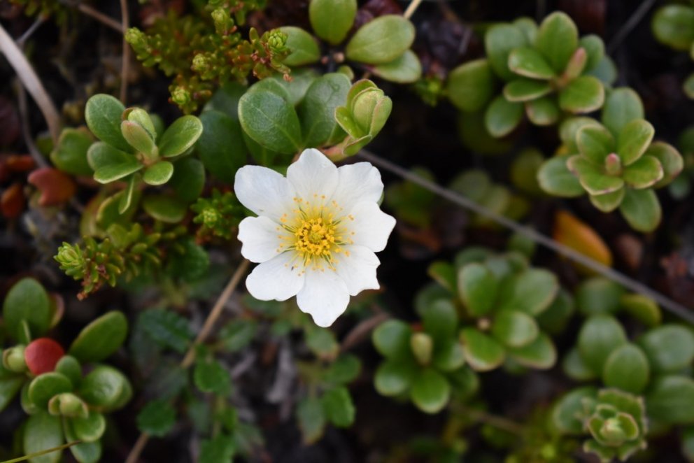 Sumarfrí og viðvera á starfsstöðvum
