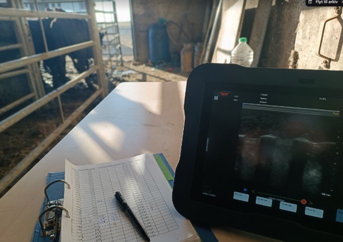 RML leitar að þátttakendum í ómmælingum holdagripa