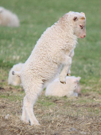 Rekstur sauðfjárbúa 2020-2022