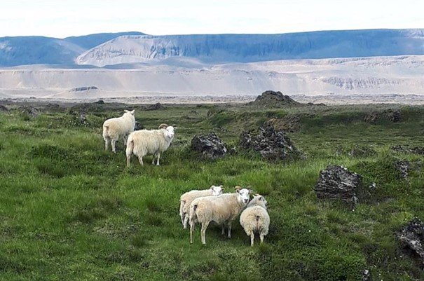 Auglýst eftir þátttakendum í rekstrarverkefni sauðfjárbænda