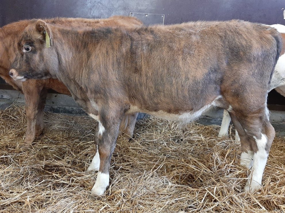 Pistill frá Glitstöðum í Norðurárdal, undan Pipar 12007 og Kolu 602.