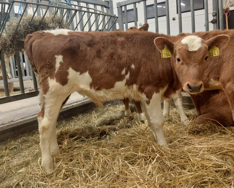 Pjakkur frá Miðdal í Kjós, sonur Snáða 23017 og Froðu 728, dóttur Púða 20025. Mynd frá Nautastöðinni&hellip;