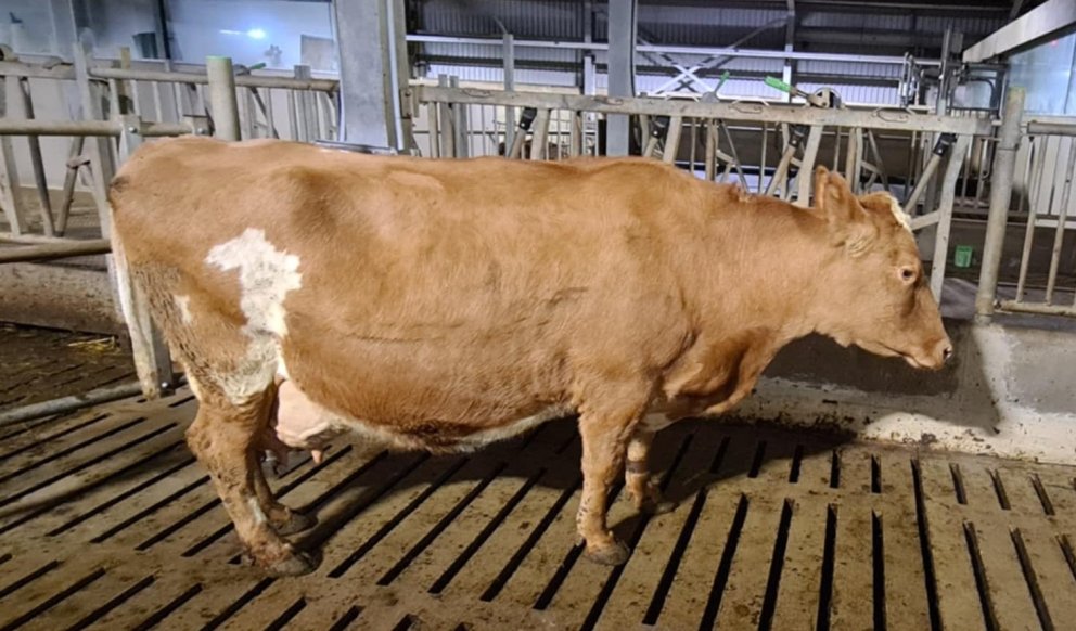 Plóma 2686 í Gunnbjarnarholti í hinum forna Eystrihreppi. Hún náði þeim mestu afurðum á 12 mánaða tí&hellip;