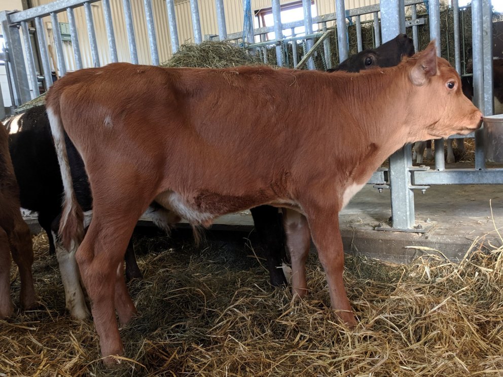 Randi frá Hjartarstöðum í Eiðaþinghá, undan Sjarma 12090 og Rák 699, undan Hrygg 05008.