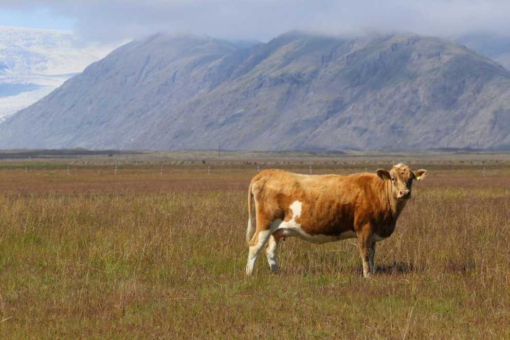 Rekstur kúabúa 2017-2019