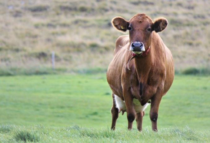 Rekstur kúabúa 2020-2022