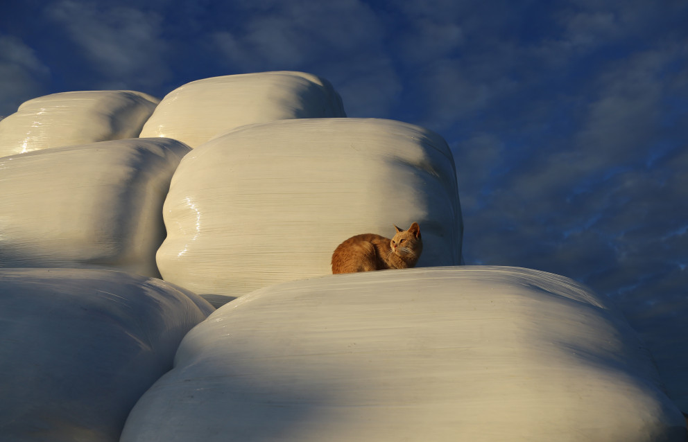 Nyjar reglugerðir um framkvæmd búvörusamninga og innlausnarvirði greiðslumarks