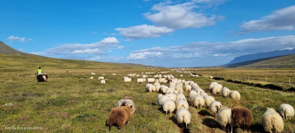 Aukakynbótamatskeyrslur yfir sláturtíðina 2023