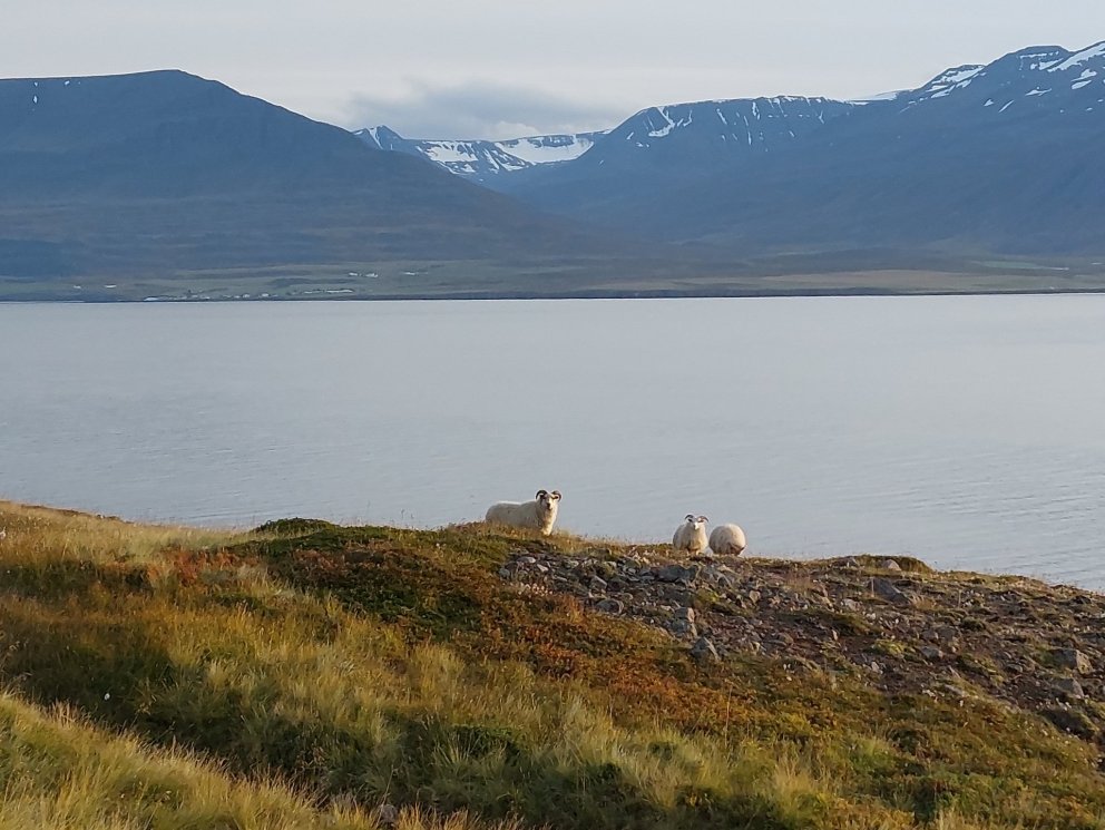 RML leiðir norrænt samstarfsverkefni