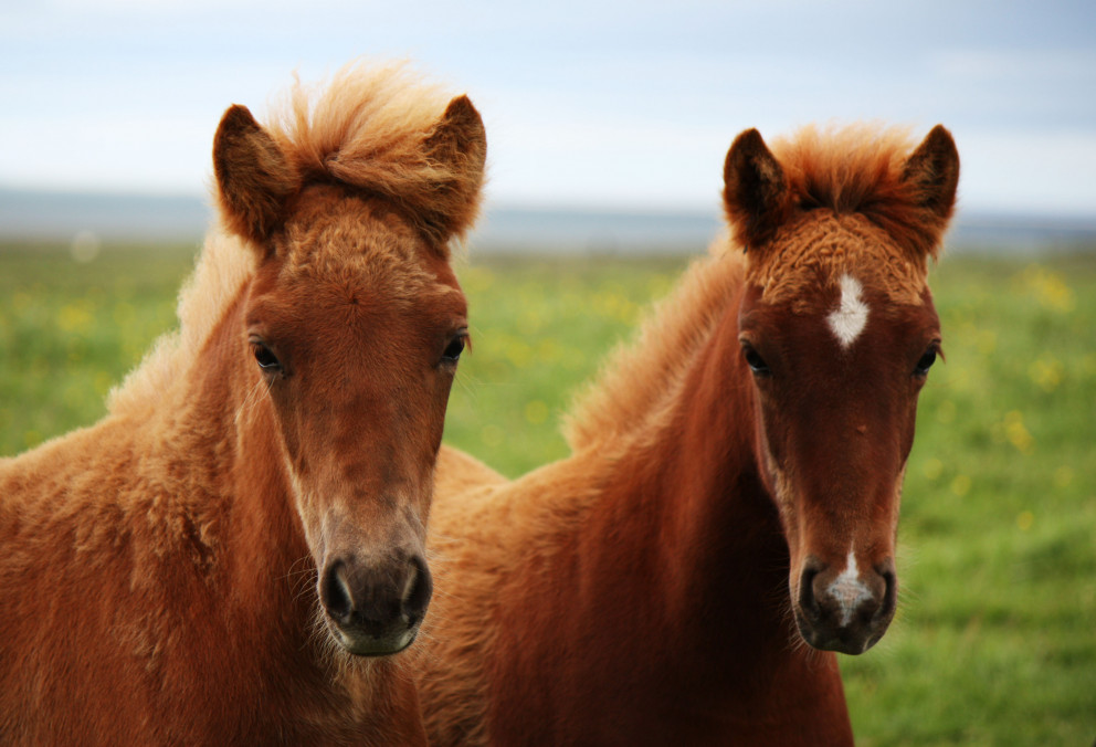 Miðsumarssýning á Gaddstaðaflötum 23.-28. júlí - Hollaröðun