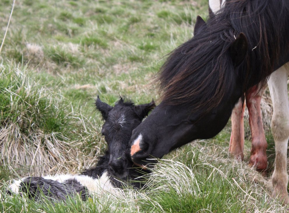 Örmerkinganámskeið á Austur- og Vesturlandi