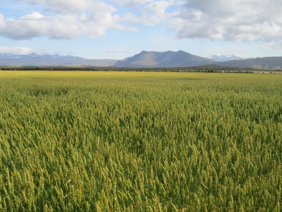 Möguleiki á fyrirframgreiðslu á hluta styrks vegna kornræktar