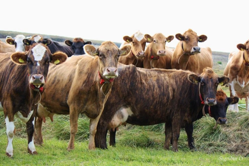Bylting í íslenskri nautgriparækt