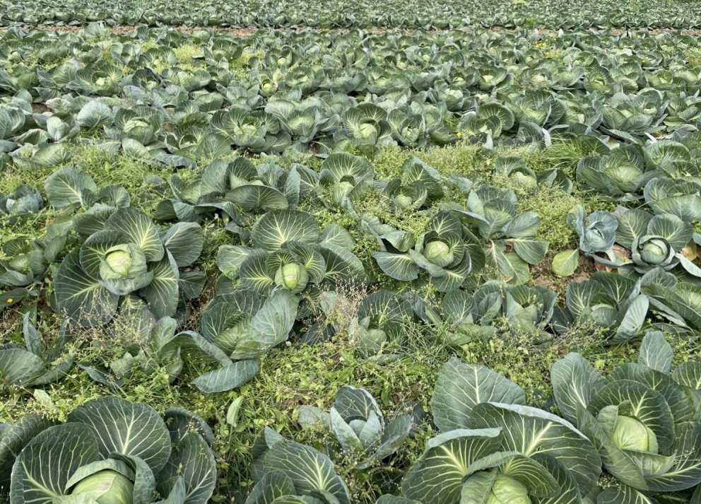 AGROSUS – verkefni um illgresiseyðingu í sátt við umhverfið