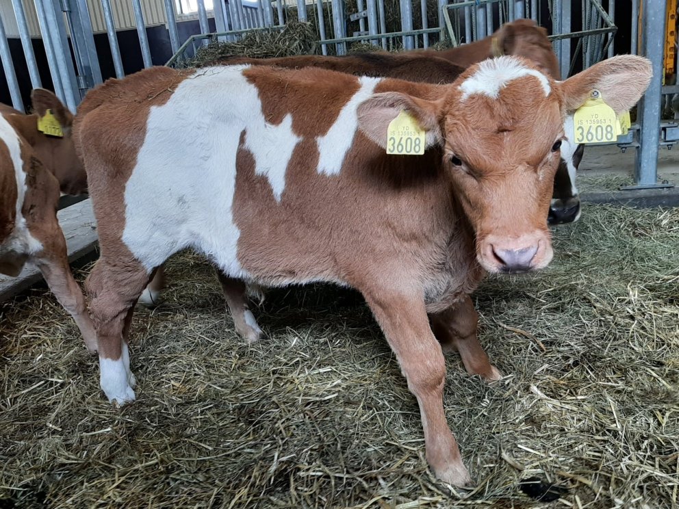 Sjóður frá Þverholtum á Mýrum. Faðir er Risi 15014 og móðir kýr nr. 2009 undan Stólpa 11011.