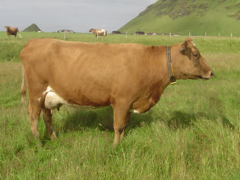 Niðurstöður skýrsluhaldsins í nautgriparæktinni í janúar 2019