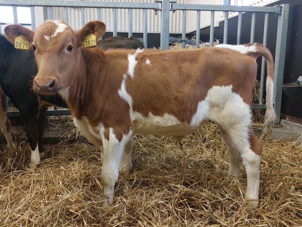 Snáði frá Hnjúki í Vatnsdal, undan Búkka 17031 frá Lundi í Lundarreykjadal og Skrautu 450. - Mynd fr…