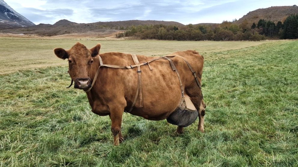 Snotra 273 í Villingadal í Eyjafirði. Mynd: Guðrún Jónsdóttir.