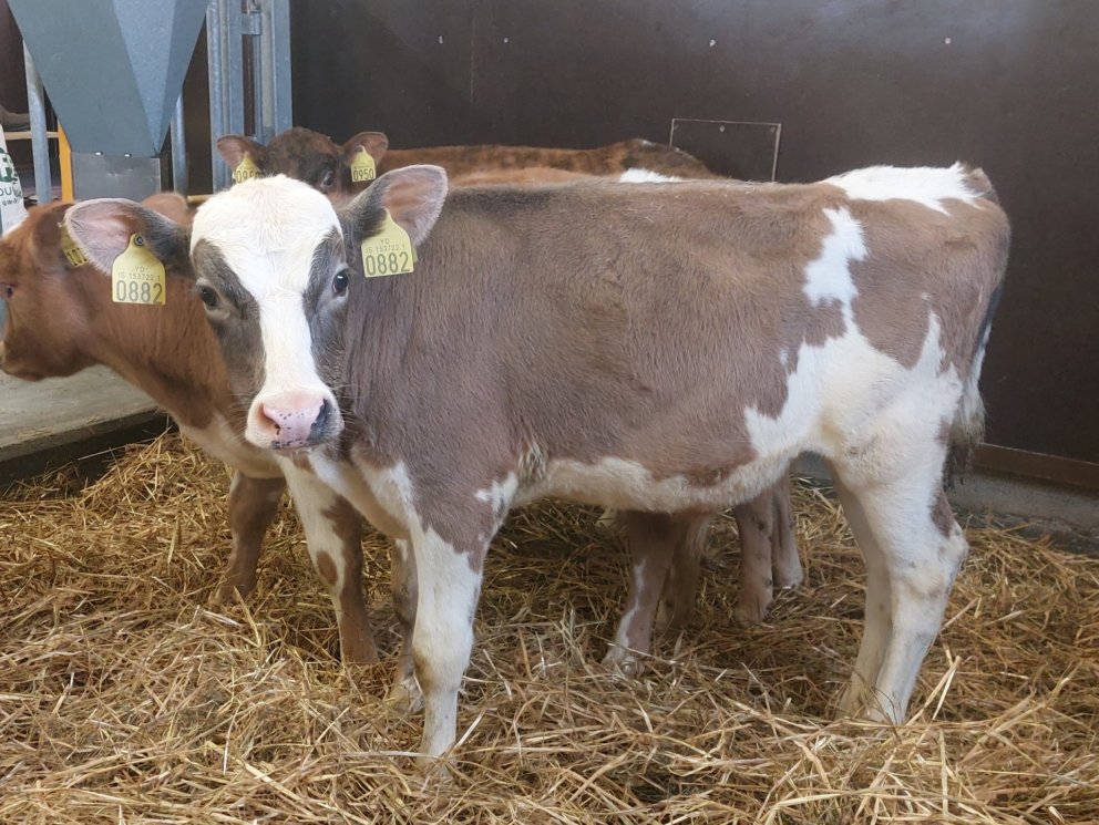 Snúður frá Brún í Reykjadal, undan Tanna 15065 og Snældu 763. Mynd frá Nautastöðinni á Hesti.