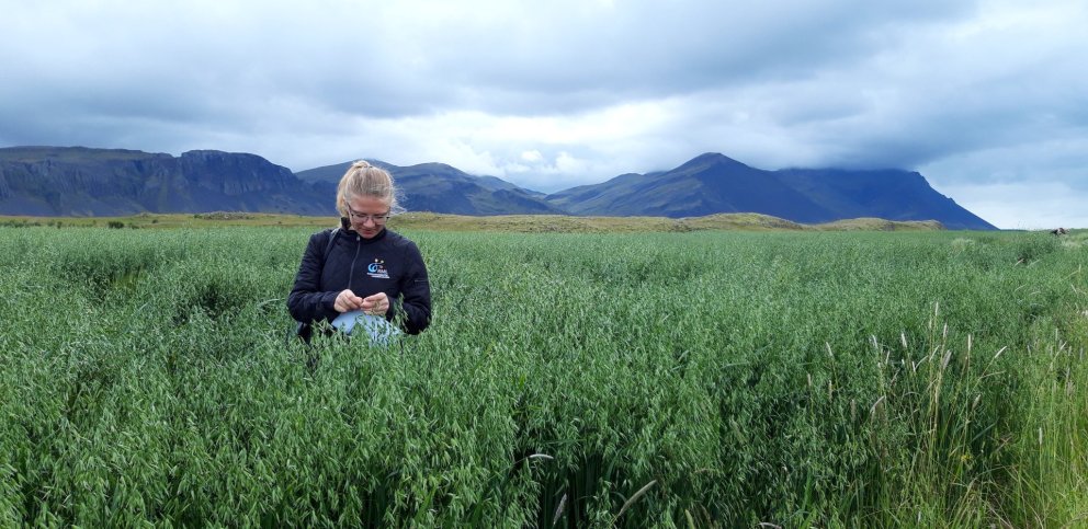Kornskoðun að Stóra-Ármóti í Flóa