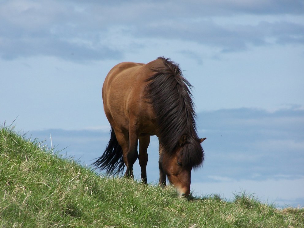 Kynbótasýningar 2019