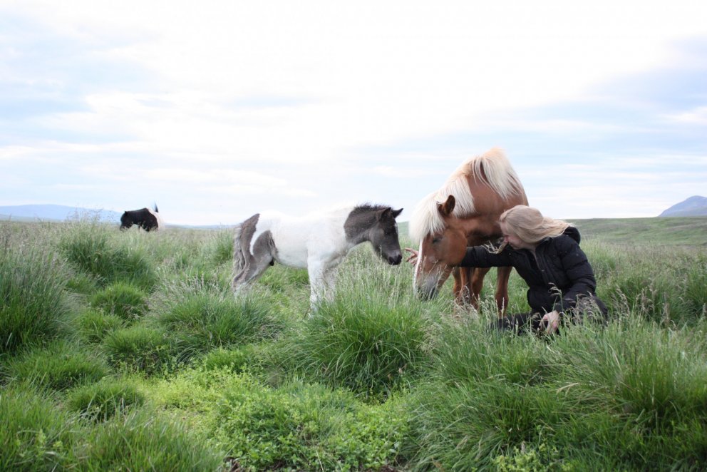 Röðun hrossa á Gaddstaðaflötum dagana 3.-7. júní